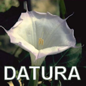 Datura