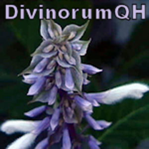 DivinorumQH