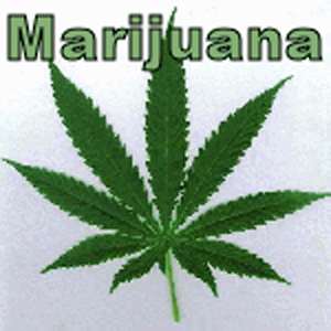 Marijuana