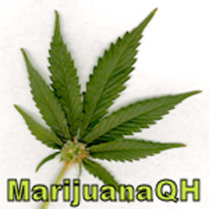 MarijuanaQH