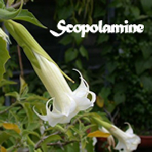 Scopolamine