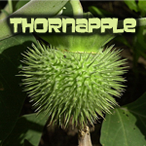 Thornapple